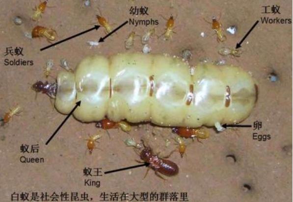 杀虫灭白蚁如何预防与方法有哪些